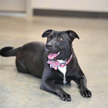 Labrador Retriever and Plott Hound Dogs Available for Adoption - Shadow | PetCurious