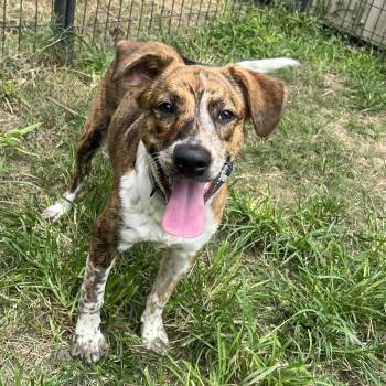 Rescue Labrador Retriever and German Shorthaired Pointer Dogs for Adoption in Houston, Texas - Lil