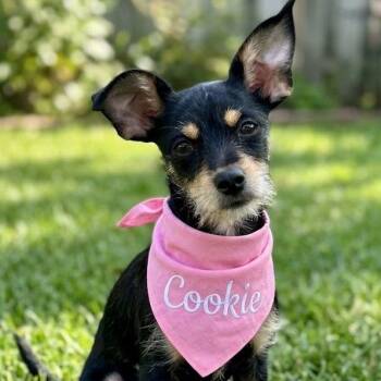 Yorkshire Terrier Dogs Available for Adoption - COOKIE | PetCurious
