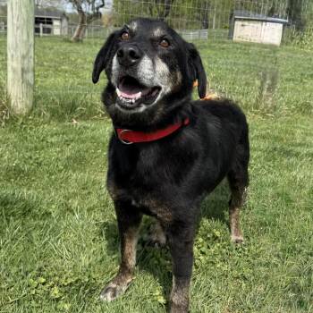Mixed Breed Dogs Available for Adoption in Marshall, Virginia - Carl Fredricksen | PetCurious