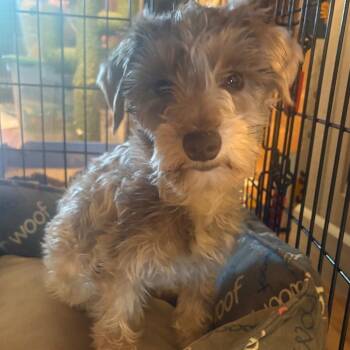 Miniature Schnauzer Dogs Available for Adoption in Cincinnati, Ohio - Primrose | PetCurious