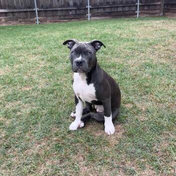 Maggie Grace -  Pit Bull Terrier Dog for Adoption in Dallas, Texas - Maggie Grace | PetCurious