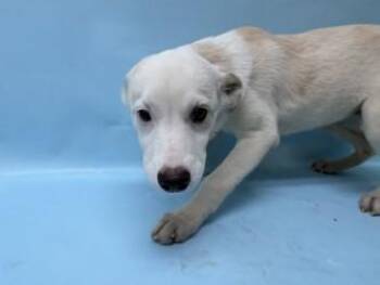 Leia -  Labrador Retriever and Mixed Breed Dog for Adoption in Golden Valley, Minnesota - Leia | PetCurious