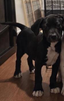 Mixed Breed Dogs Available for Adoption - Puddles | PetCurious