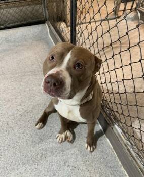 Doug -  Mixed Breed Dog for Adoption in Detroit, Michigan - Doug | PetCurious