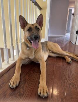 Rex -  German Shepherd Dog Dog for Adoption in Cincinnati, Ohio - Rex | PetCurious