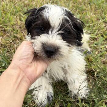 Shih Tzu Dogs Available for Adoption - Raisin | PetCurious
