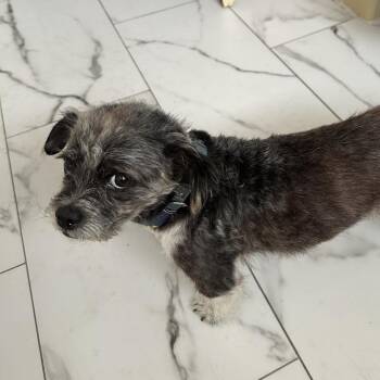 Border Terrier Dogs Available for Adoption - Toby | PetCurious