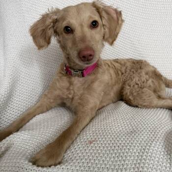 Goldendoodle and Miniature Poodle Dogs Available for Adoption - Luna | PetCurious