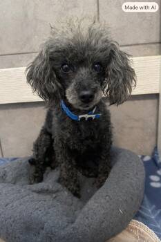 Frodo Jul 26 -  Poodle Dog for Adoption in Pacolet, South Carolina - Frodo Jul 26 | PetCurious