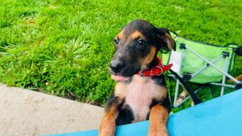 Pawcasso -  Treeing Walker Coonhound and Mixed Breed Dog for Adoption in Clinton, Wisconsin - Pawcasso | PetCurious