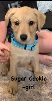 Sugar Cookie -  Labrador Retriever Dog for Adoption in Midway, Utah - Sugar Cookie | PetCurious