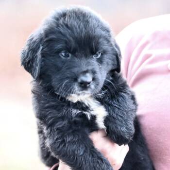 Rescue Mixed Breed Dogs for Adoption in Stormville, New York - CT Phil Avail Nov 29 | PetCurious