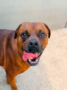 Lennie -  Rottweiler Dog for Adoption in Chicago, Illinois - Lennie | PetCurious