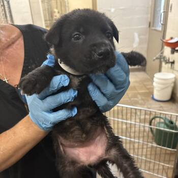 Shepherd Dogs Available for Adoption in Birmingham, Alabama - Jacky | PetCurious