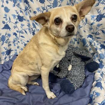 BLONDIE -  Chihuahua and Mixed Breed Dog for Adoption in Modesto, California - BLONDIE | PetCurious