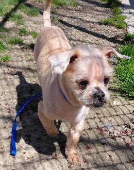 Shih Tzu and Yorkshire Terrier Dogs Available for Adoption in Fall River, Massachusetts - Haru | PetCurious