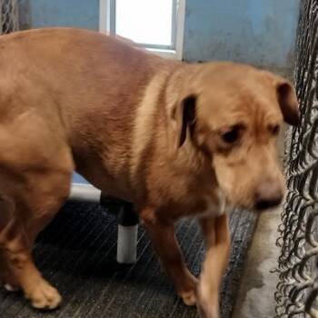 Mixed Breed Dogs Available for Adoption in Brooksville, Kentucky - Shea | PetCurious