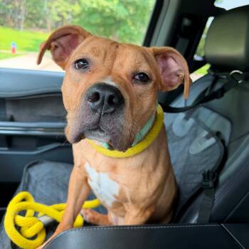 Kai -  Mixed Breed Dog for Adoption in Brookhaven, New York - Kai | PetCurious