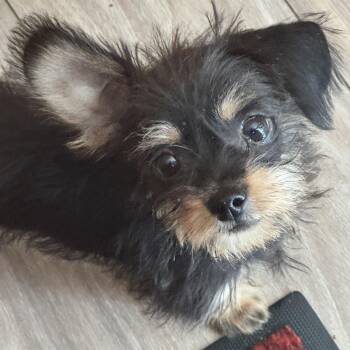 Peep Squeak -  Yorkshire Terrier Dog for Adoption in Olympia, Washington - Peep Squeak | PetCurious