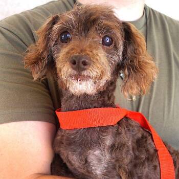 Gertie -  Poodle Dog for Adoption in Carrollton, Texas - Gertie | PetCurious