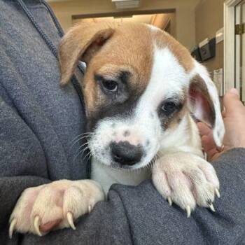 Mixed Breed Dogs Available for Adoption in Fernandina Beach, Florida - SPROUT | PetCurious