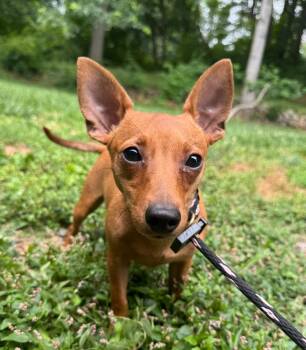 Linda -  Terrier and Mixed Breed Dog for Adoption in Hamden, Connecticut - Linda | PetCurious