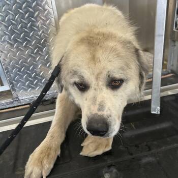 Stray- Polk Huff Rd 1 (Vincent) -  Great Pyrenees Dog for Adoption in Roxboro, North Carolina - Stray- Polk Huff Rd 1 (Vincent) | PetCurious