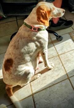 Rescue Treeing Walker Coonhound Dogs for Adoption in Odessa, Florida - Esther II | PetCurious