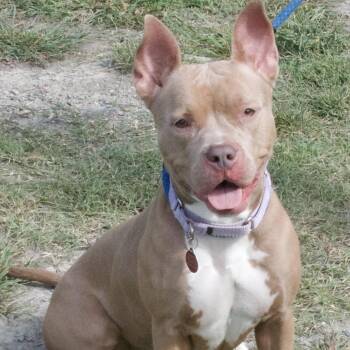 Rescue Pit Bull Terrier Dogs for Adoption in Gloucester, Virginia - Queen | PetCurious