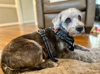Rescue West Highland White Terrier Westie Dogs for Adoption in Greensboro, North Carolina - Buddy | PetCurious