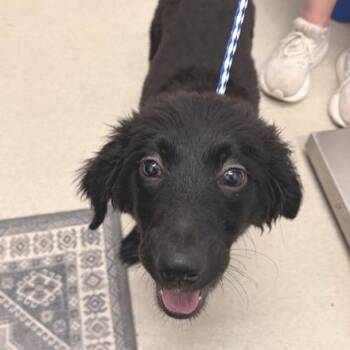 Wallie (In Foster) -  Mixed Breed Dog for Adoption in Marshall, Virginia - Wallie (In Foster) | PetCurious