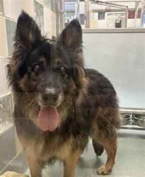 Raya A141583 -  German Shepherd Dog Dog for Adoption in Plano, Texas - Raya A141583 | PetCurious