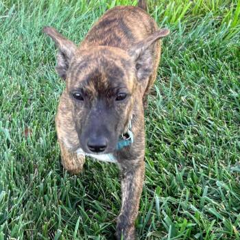 Lucky -  Black Mouth Cur and Terrier Dog for Adoption in La Grange, Kentucky - Lucky | PetCurious
