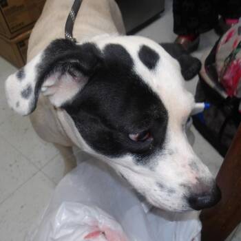 Lola(FKA Squeek) -  Mixed Breed Dog for Adoption in Marble, North Carolina - Lola(FKA Squeek) | PetCurious