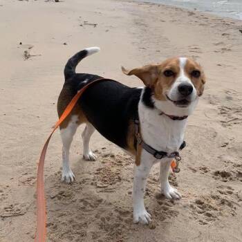 Luna -  Beagle Dog for Adoption in Nowata, Oklahoma - Luna | PetCurious