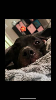 Rescue Pit Bull Terrier and Cattle Dog Dogs for Adoption in Chandler, Arizona - KILO#2 | PetCurious
