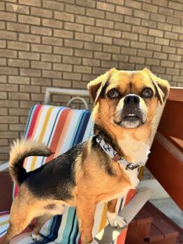 Chihuahua Dogs Available for Adoption in Salt Lake City, Utah - Jacapo | PetCurious