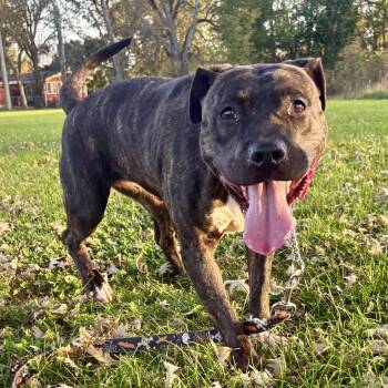 Maple -  Pit Bull Terrier Dog for Adoption in Charles City, Iowa - Maple | PetCurious