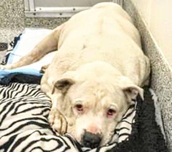 BRODIE -  Pit Bull Terrier and Mixed Breed Dog for Adoption in Houston, Texas - BRODIE | PetCurious