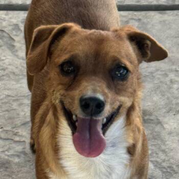 Dachshund and Chihuahua Dogs Available for Adoption - Mr. Lovely Draco | PetCurious