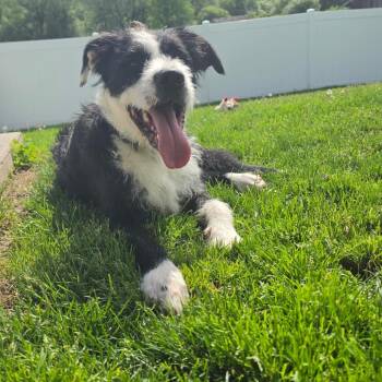 Sparky -  Terrier Dog Available for Adoption in Homer, New York - Sparky | PetCurious