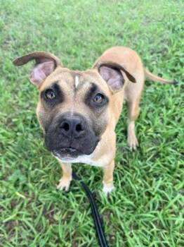 Tavia -  Mixed Breed Dog for Adoption in Kansas City, Missouri - Tavia | PetCurious