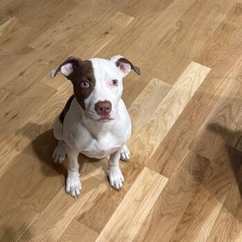 Chad -  Boxer and Mixed Breed Dog for Adoption in North Charleston, South Carolina - Chad | PetCurious