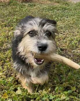 Charlie B -  Terrier Dog for Adoption in Polson, Montana - Charlie B | PetCurious