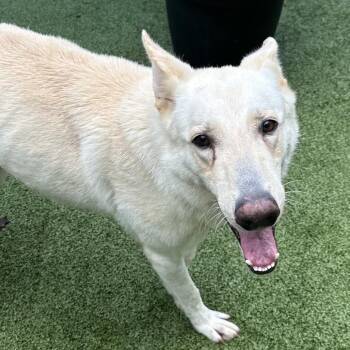 Draco -  White German Shepherd Dog for Adoption in Greensboro, North Carolina - Draco | PetCurious
