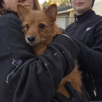Champ -  Mixed Breed Dog for Adoption in Klamath Falls, Oregon - Champ | PetCurious