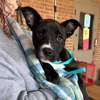 Terrier Dogs Available for Adoption in Birmingham, Alabama - Quinn | PetCurious