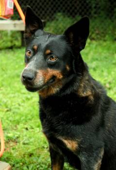 Chilli -  Australian Cattle Dog Blue Heeler Dog for Adoption in Ona, West Virginia - Chilli | PetCurious