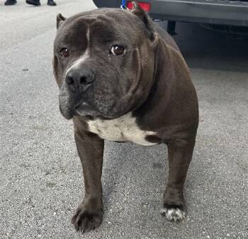 American Bulldog and Mixed Breed Dogs Available for Adoption in Doral, Florida - KODA | PetCurious